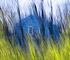 Blue House