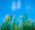 Goldenrod