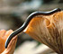 Millipede