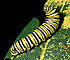 Monarch Caterpillars