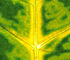 PNRV on Cowpea