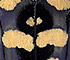 <i>Anoplophora horsfieldii</i>  (Hope)