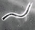 <i>Ophiobolus sp.</i>