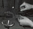 Nematode Extraction