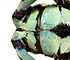 <i>Anoplophora stanleyana</i> Hope