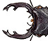 <i>Odontolabis wollastoni</i> Parry